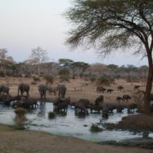 all-the-animals-love