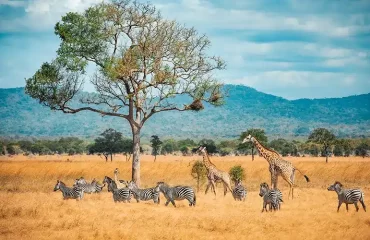 wild-giraffes-and-zebras-together