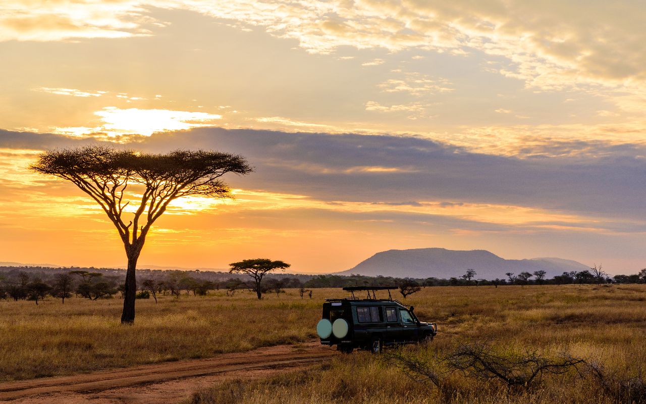 banner-terra-south-africa-afs-sauvage