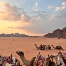 camel2 camel2