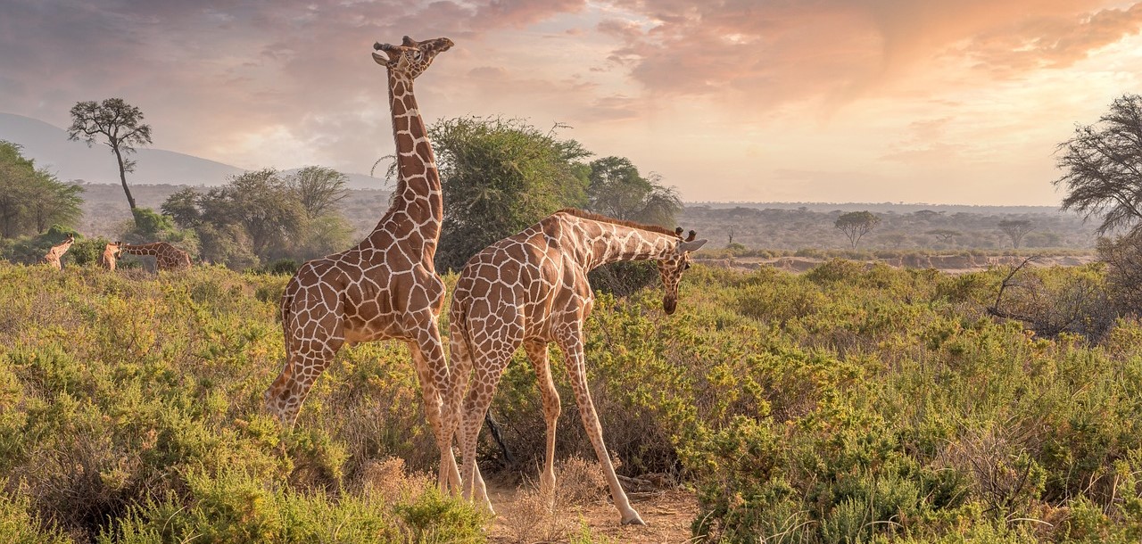 safari1478