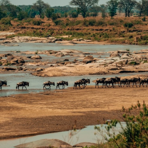serengeti